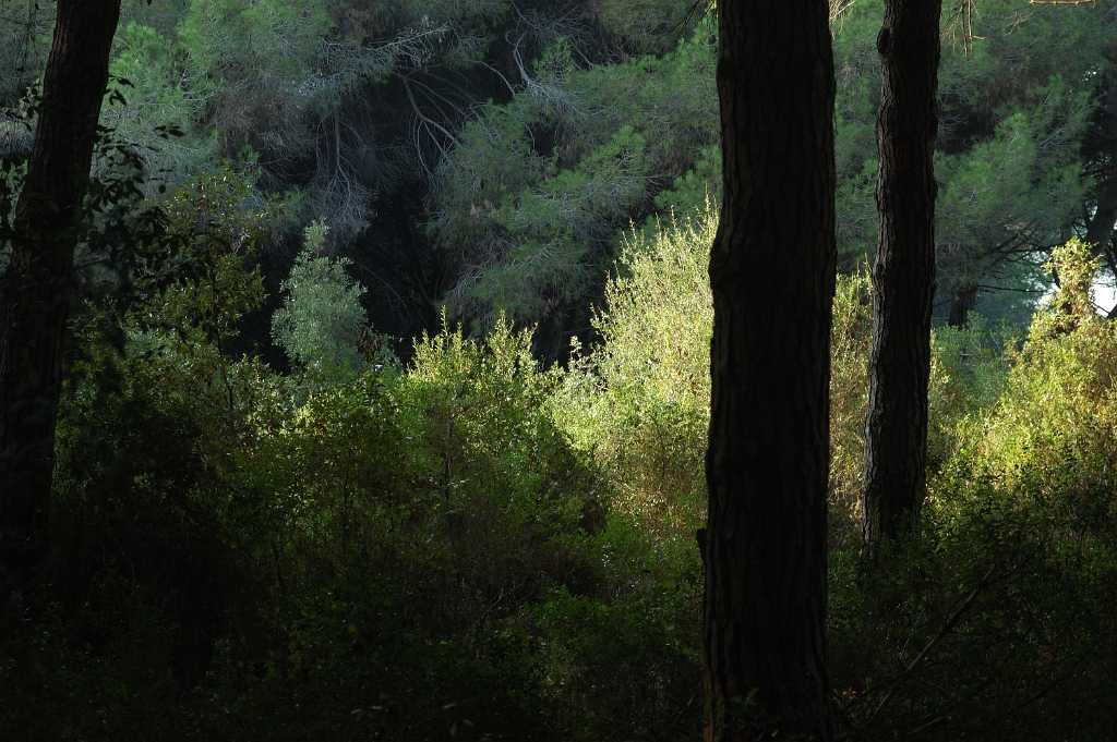 La Tenuta di Procoio